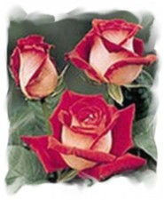 Pourquoi les hommes nous pr�f�rent-ils quand nous sommes d�j� en couple ?